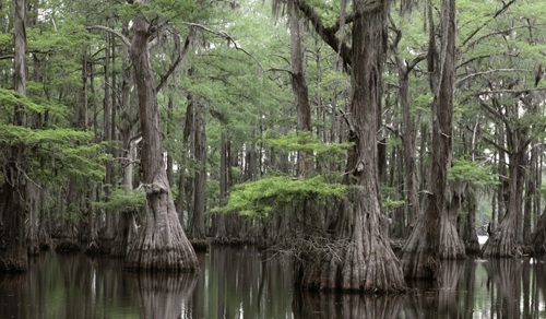 Bald Cypress Tree