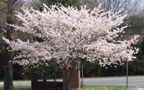 Yoshino Cherry Tree