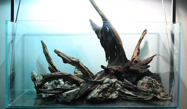 Driftwood