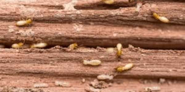 Termites Eat Pressure-Treated Wood-min