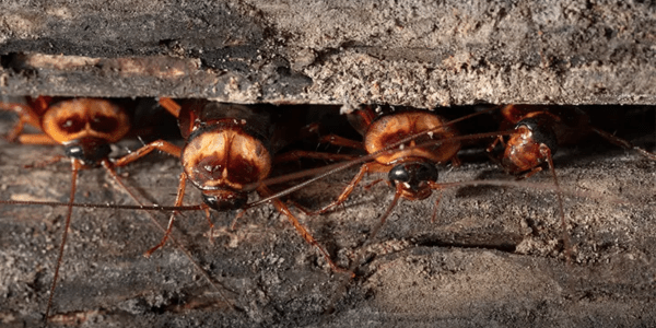 Wood Roaches-min